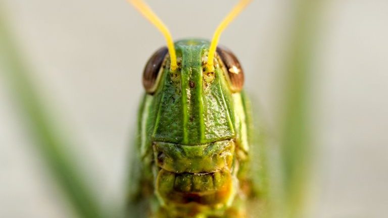 Grasshopper